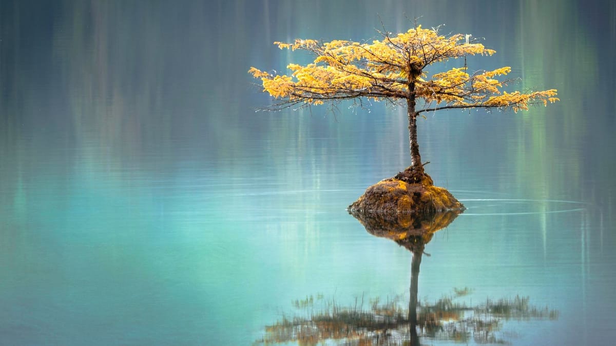 A single small tree growing on a rock in perfectly still water